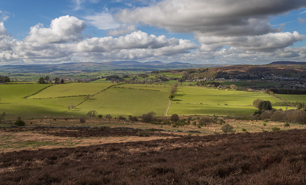 Cheviots Cheviots